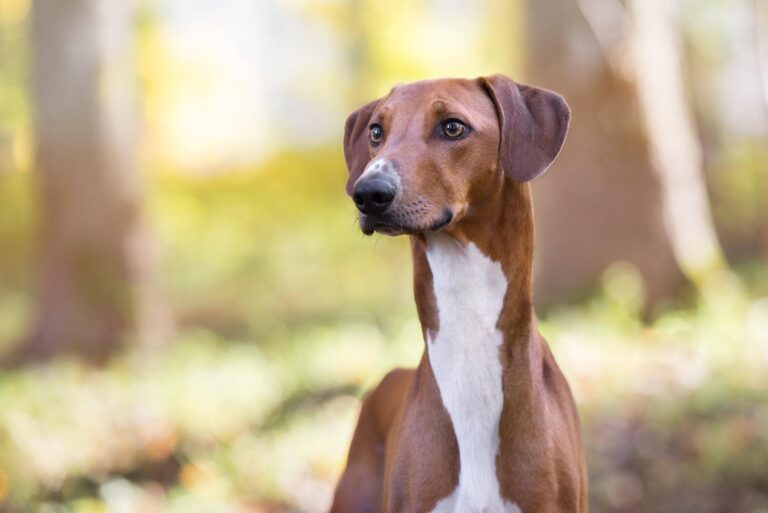 Discovering the Magnificent Dogs of Africa: A Comprehensive Guide