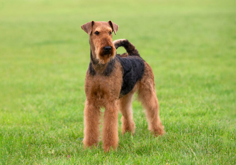 The Airedale Terrier Personality: Bold, Friendly and Clever