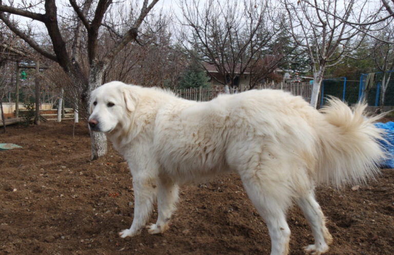 How Long Do Akbash Dogs Live? A Guide to Akbash Lifespan and Longevity