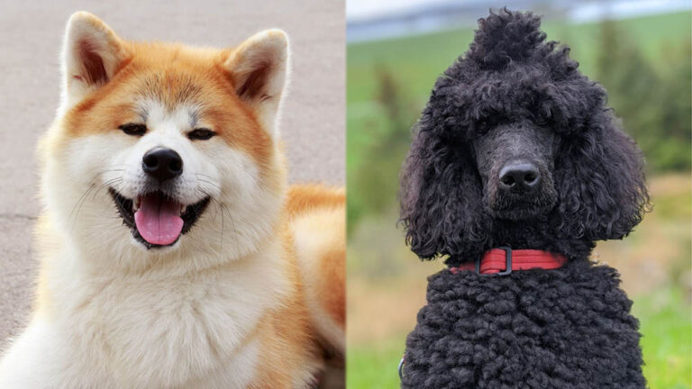 Aki-Poo (Akita Poodle Mix): Pictures, Info, Care Guide & More