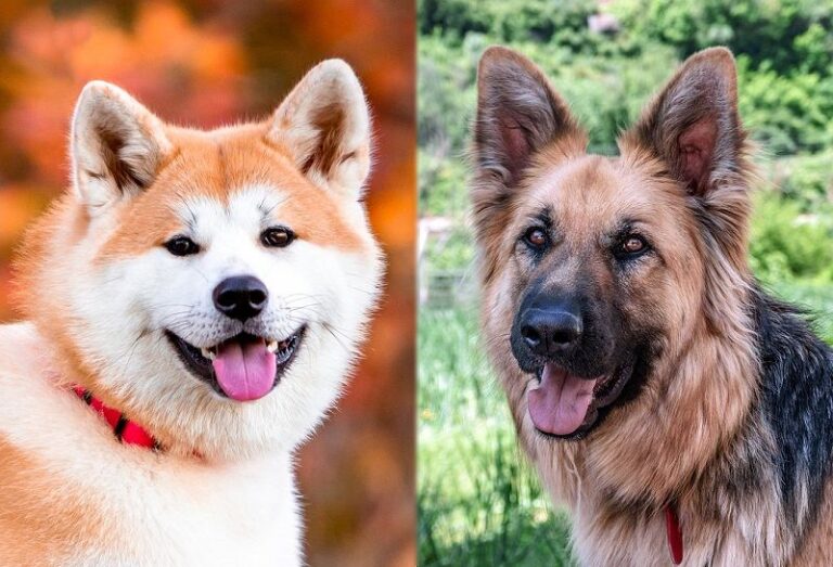 Akita Shepherd Dog Breed: Info, Pictures, Temperament, Care & More!
