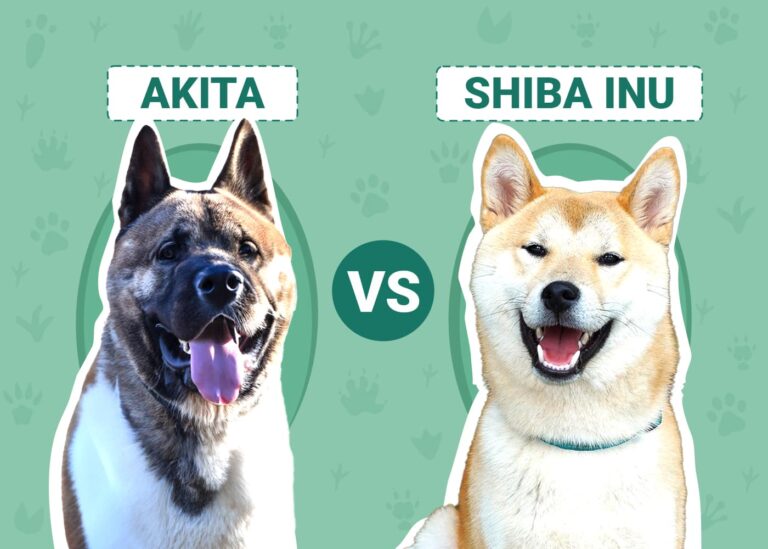 Akita vs Shiba Inu: A Comprehensive Guide for Prospective Owners
