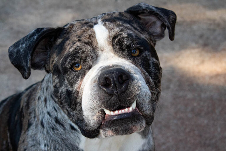 The Alapaha Blue-Blood Bulldog: A Rare and Remarkable Southern Gentleman