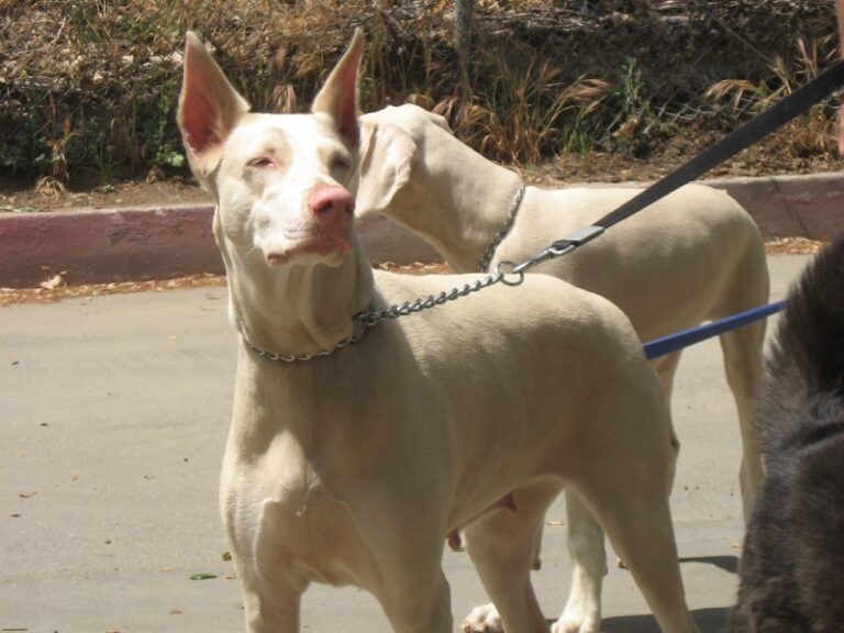 The Mesmerizing World of Albino and White Doberman Pinschers