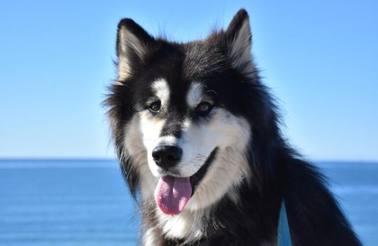 The Alusky: Your Guide to the Ultimate Husky-Malamute Hybrid