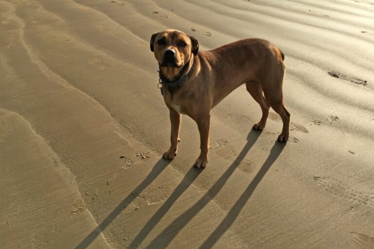 American Bandogge Mastiff: The Ultimate Gentle Giant Guardian