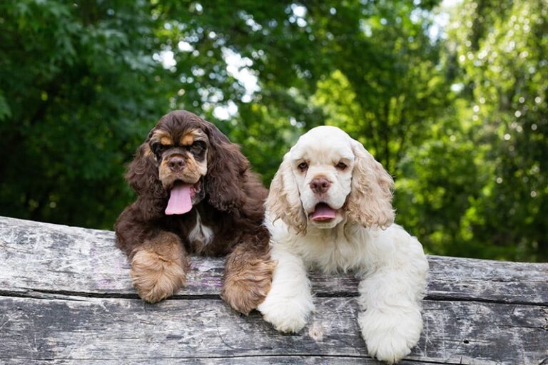 American Cocker Spaniel Puppies: A Dog Lover&lsquo;s Guide
