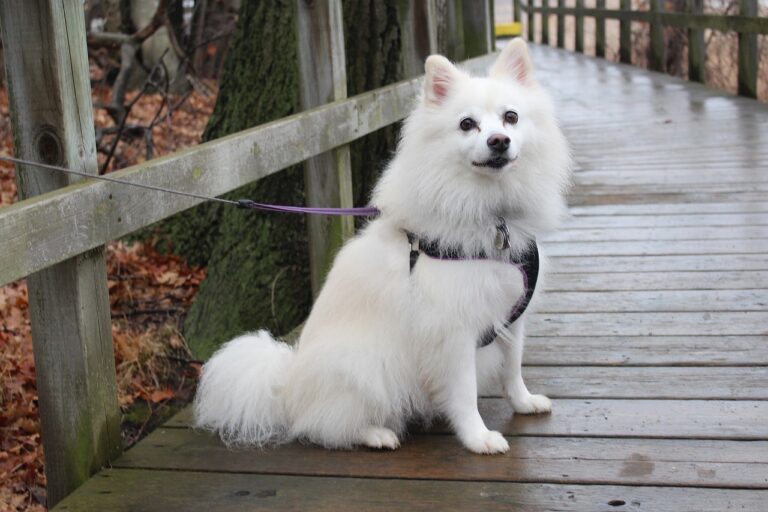 American Eskimo Dog: Breed Info, Pictures, Traits & Care