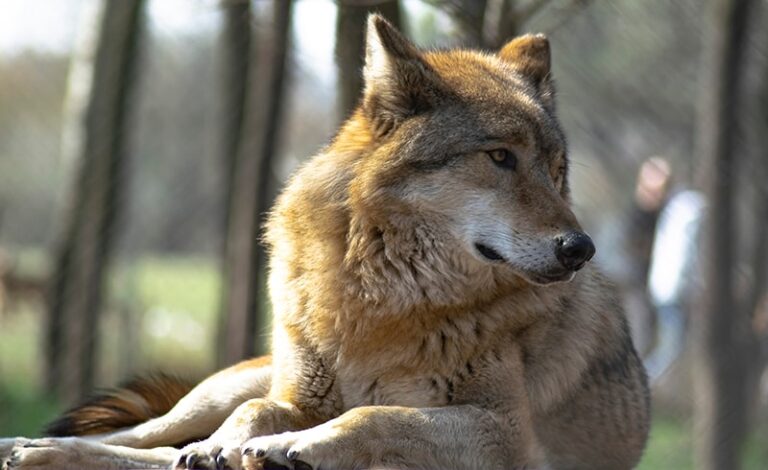 The American Indian Dog: Ancient Breed With a Noble History