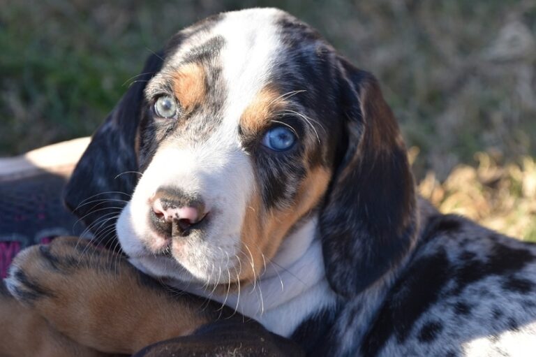 The American Leopard Hound: An Energetic and Devoted Companion for Active Dog Lovers