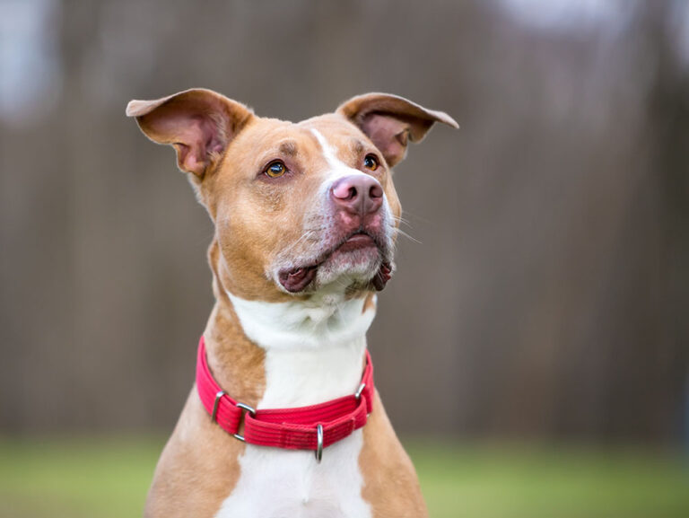 American Pit Bull Terrier Dog Breed: Info, Pictures, Care, Traits & More