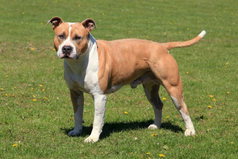 The American Staffordshire Terrier: A Muscular Sweetheart with a Heart of Gold