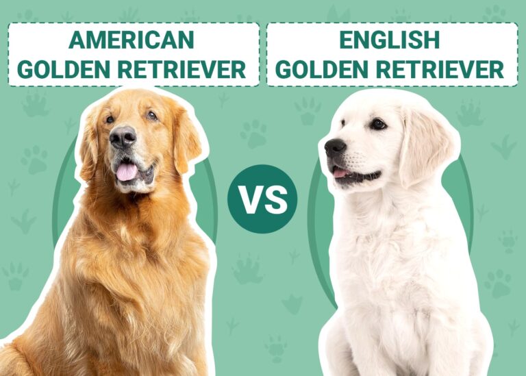 American vs English Golden Retrievers: An In-Depth Comparison