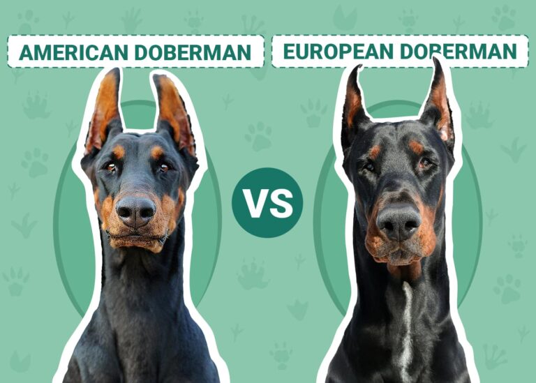 American vs European Doberman: A Comprehensive Guide