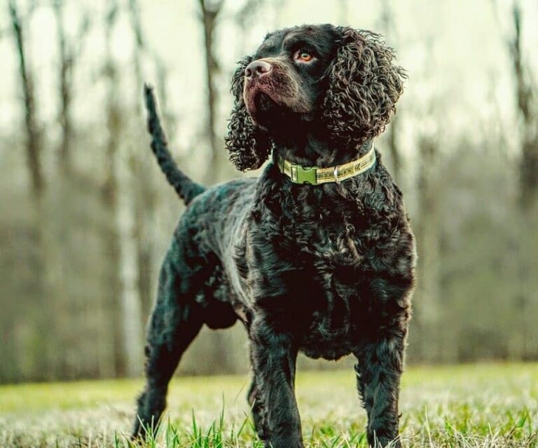 American Water Spaniel: Dog Breed Info, Pictures, Facts, & Traits