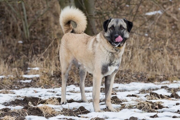 The Loyal Protector: Uncovering the Anatolian Shepherd Dog&lsquo;s Unique Personality