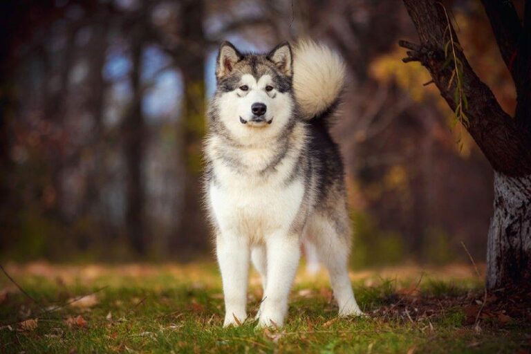 14 Ancient Dog Breeds: With Pictures & Facts