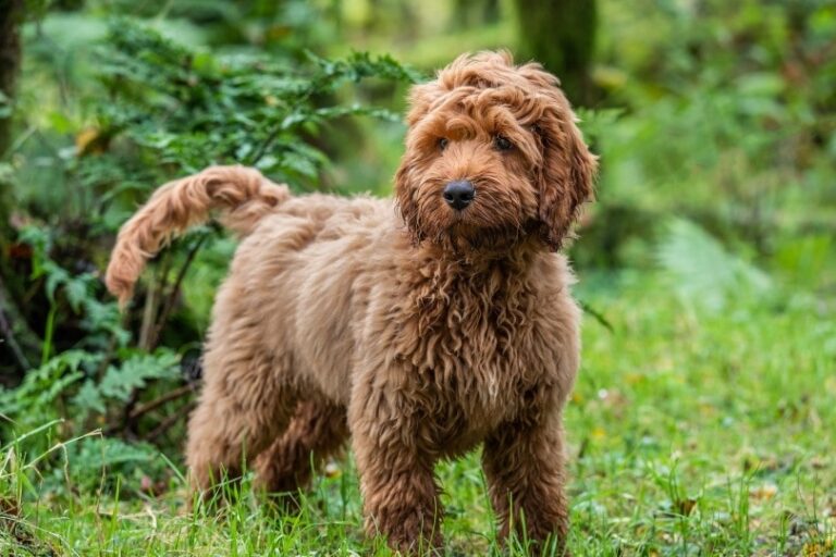 Apricot Cockapoo: Facts, Origin & History (With Pictures)