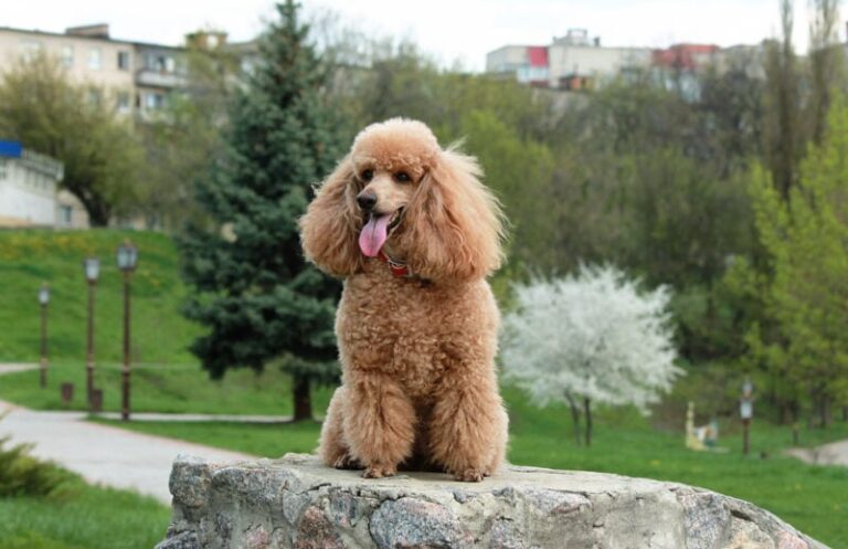 The Adorable Apricot Poodle: A Rare and Radiant Companion