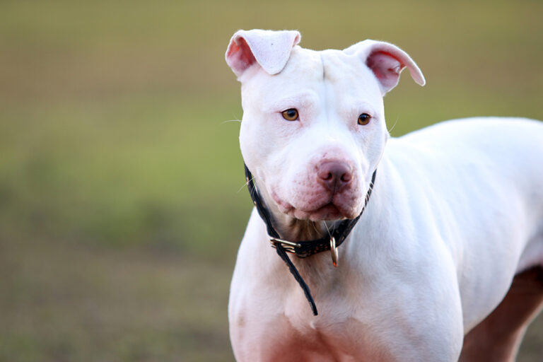 Are All White Pitbulls Deaf? The Surprising Facts and What They Mean for Dog Lovers