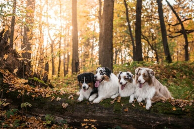 Are Australian Shepherds Aggressive? Understanding the Breed&lsquo;s Temperament