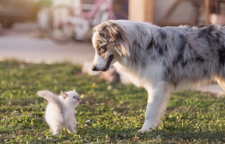 Are Australian Shepherds Good With Cats? An In-Depth Look