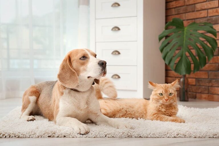 Are Beagles Good With Cats? A Dog Lover&lsquo;s Guide