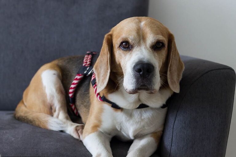 Are Beagles Smart? A Dog Lover&lsquo;s Perspective on This Clever Breed