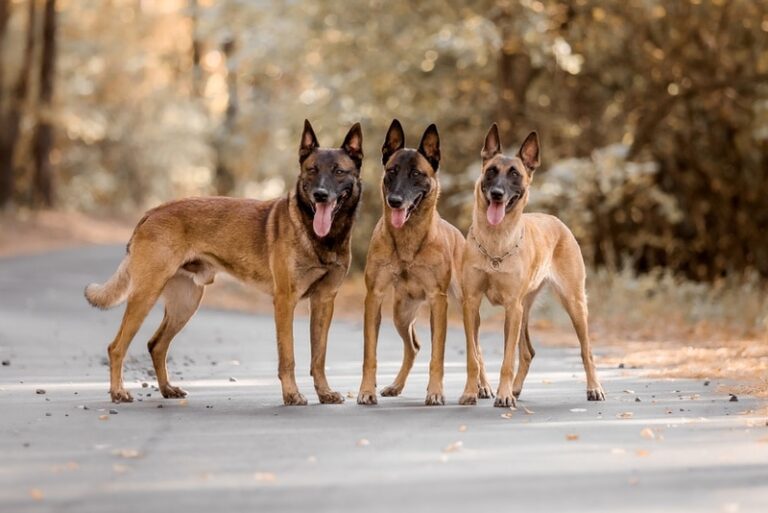 Are Belgian Malinois Smarter Than Other Dogs? A Vet&lsquo;s In-Depth Analysis