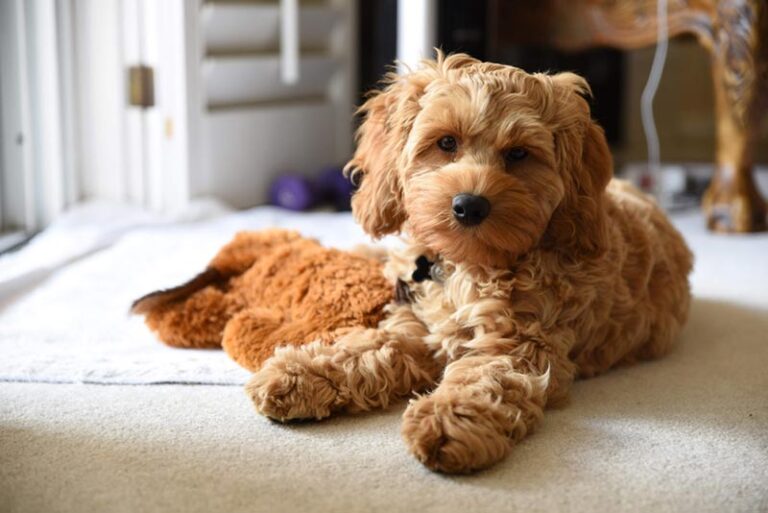 Why Cockapoos Make Wonderful Family Dogs: A Comprehensive Guide