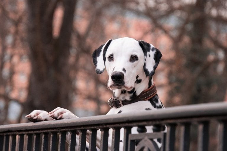The Delightful Mystery of Dalmatian Spots: When and How They Develop