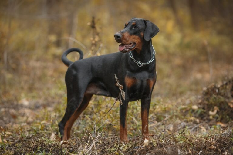 Are Dobermans More Protective Than Other Dogs? An In-Depth Analysis