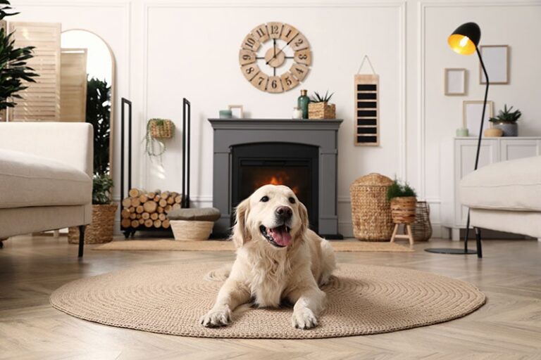 Are Golden Retrievers Good Apartment Dogs? An Expert&lsquo;s Perspective