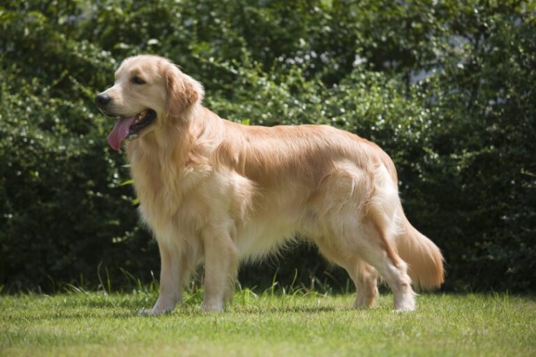 Are Golden Retrievers Hypoallergenic? A Dog Lover&lsquo;s Guide