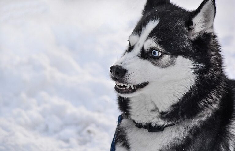 Are Huskies Dangerous? Important Facts & Recent Data