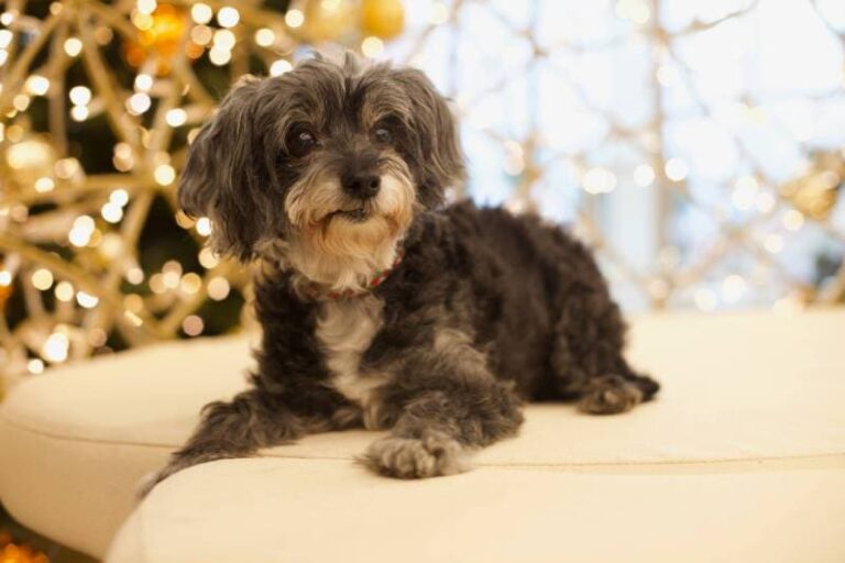 Are Maltipoos Smarter Than the Average Dog? A Comprehensive Look