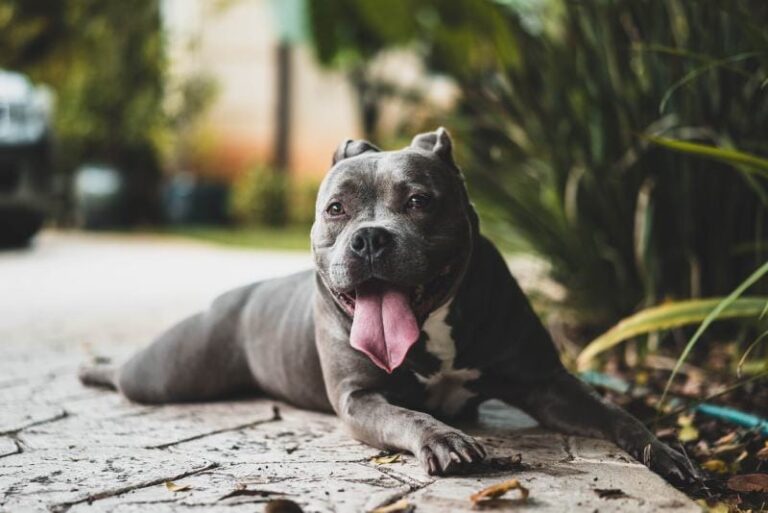 Are Pitbulls Legal in Florida in 2026? A Dog Lover&lsquo;s Perspective