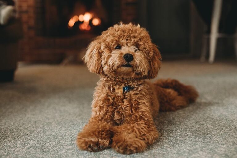 Are Poodles Smart? A Deep Dive into the Poodle&lsquo;s Intelligent Mind