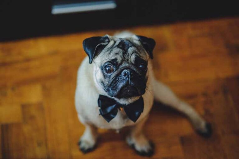 Are Pugs Smart? A Dog Lover&lsquo;s Guide to Pug Intelligence
