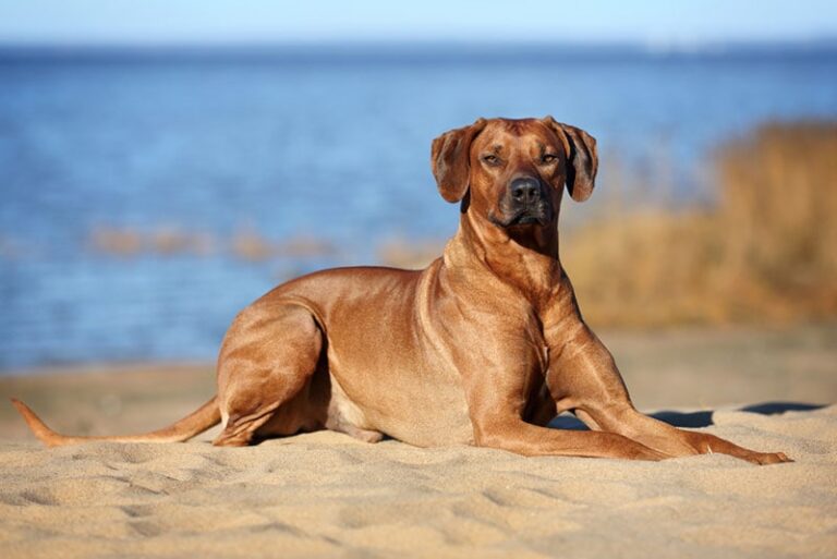 Are Rhodesian Ridgebacks Hypoallergenic? An Expert&lsquo;s Guide for Dog Lovers
