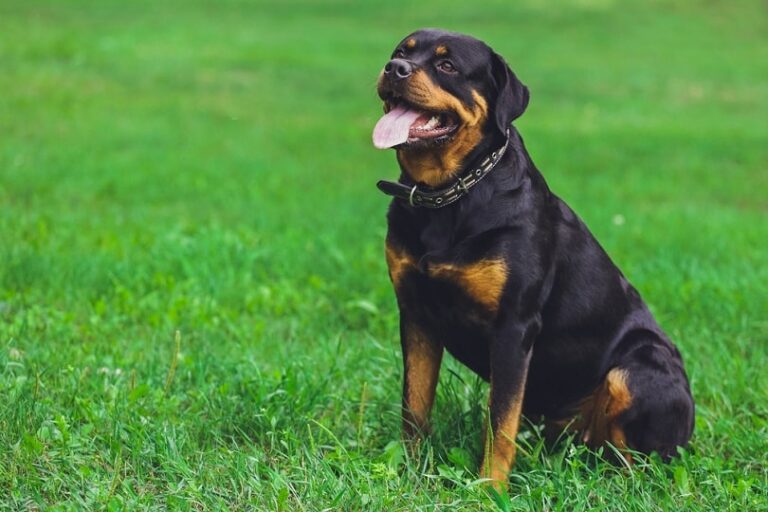 Are Rottweilers Good Dogs? A Breed Guide for Potential Owners