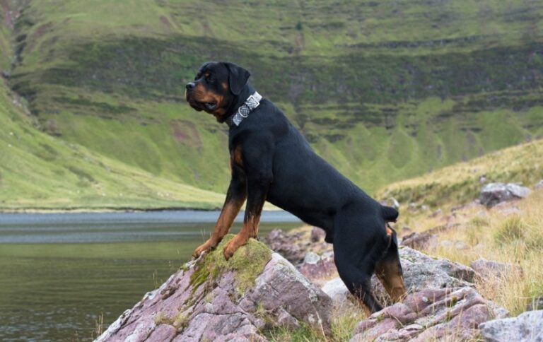 Are Rottweilers Good Herding and Farm Dogs? An In-Depth Look