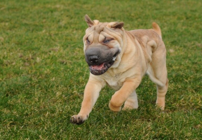 Are Shar Peis Aggressive Dogs? Unpacking the Wrinkly Breed&lsquo;s Reputation