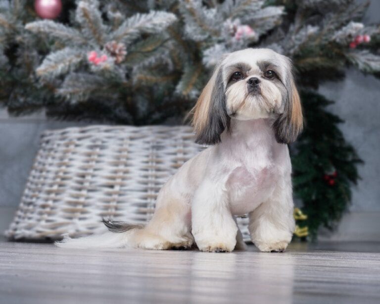 Are Shih Tzus More Aggressive Than Other Dogs? An In-Depth Look
