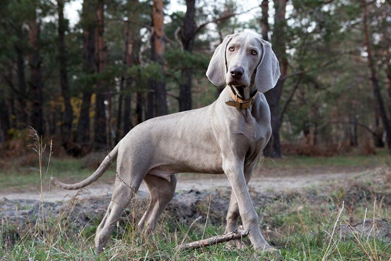 Are Weimaraners Good with Kids? A Dog Lover&lsquo;s Guide