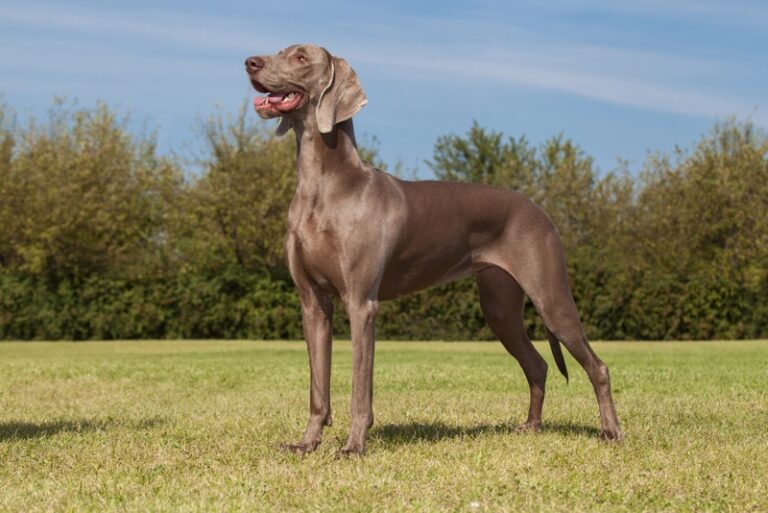 Can a Weimaraner Lover Live with Dog Allergies? The Hypoallergenic Truth
