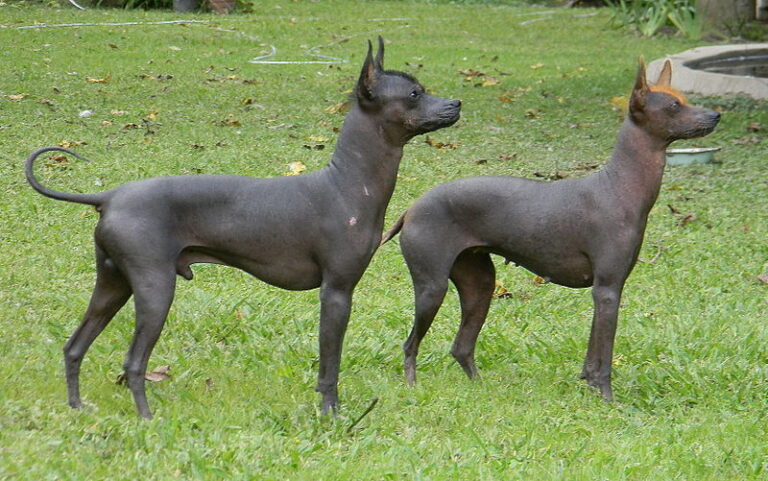 The Argentine Pila: A Rare Canine Treasure Rich in History and Heart