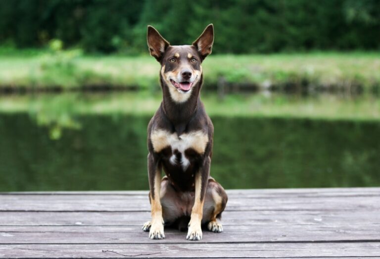 The Australian Kelpie: A Comprehensive Guide for Dog Lovers