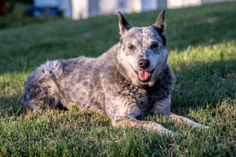 The Australian Stumpy Tail Cattle Dog: A Rare Breed with a Big Personality
