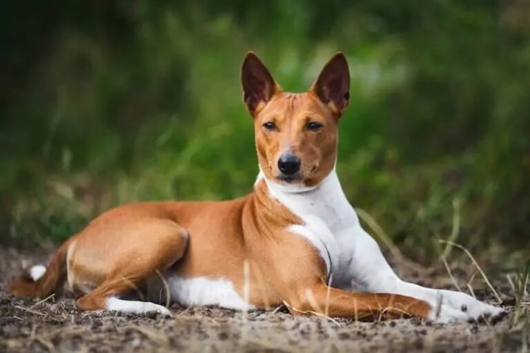 The Basenji: Africa&lsquo;s "Barkless Dog" is a Unique and Charming Companion
